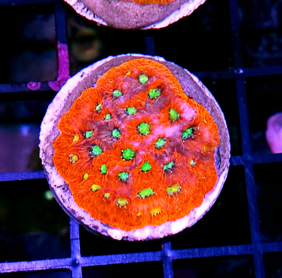 Nitro Favia Colony
