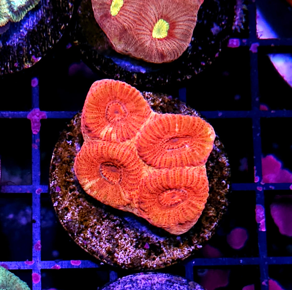 Mango 🥭 Moon Favia