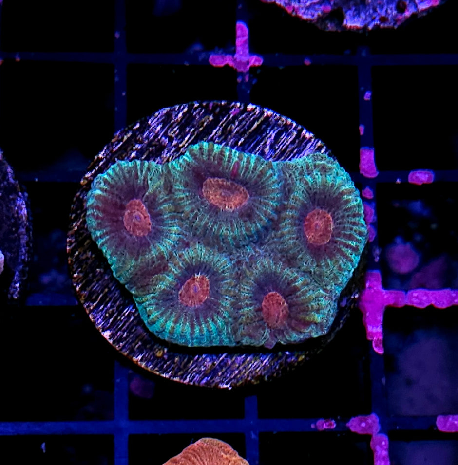 Frankenstein Favia