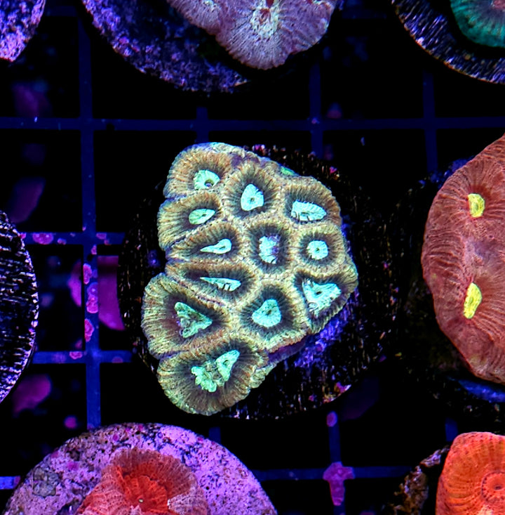 Ghost Prism Favia