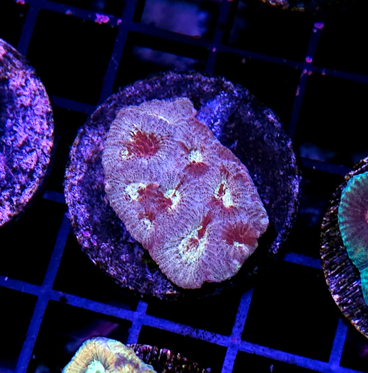 Fairy Kiss Favia