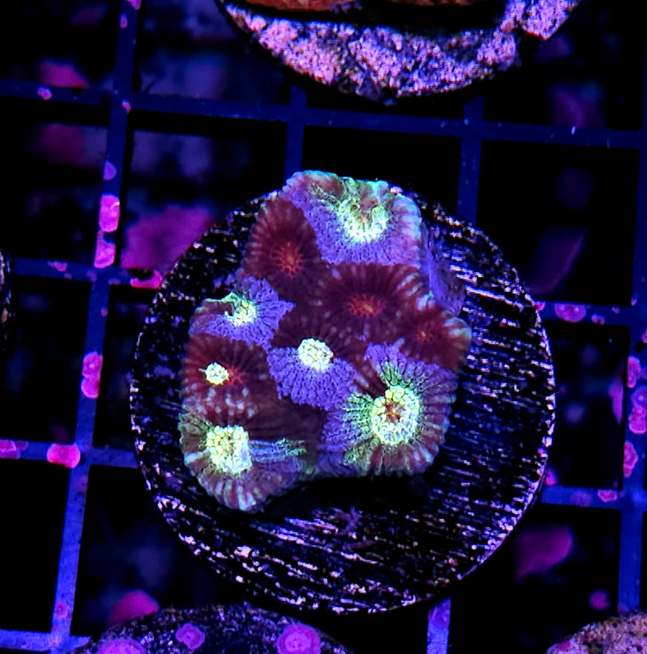 HF Elves Blood Favia 🥵