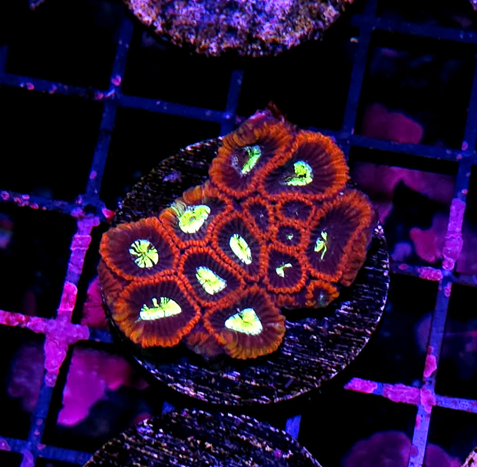 Shogun Favia