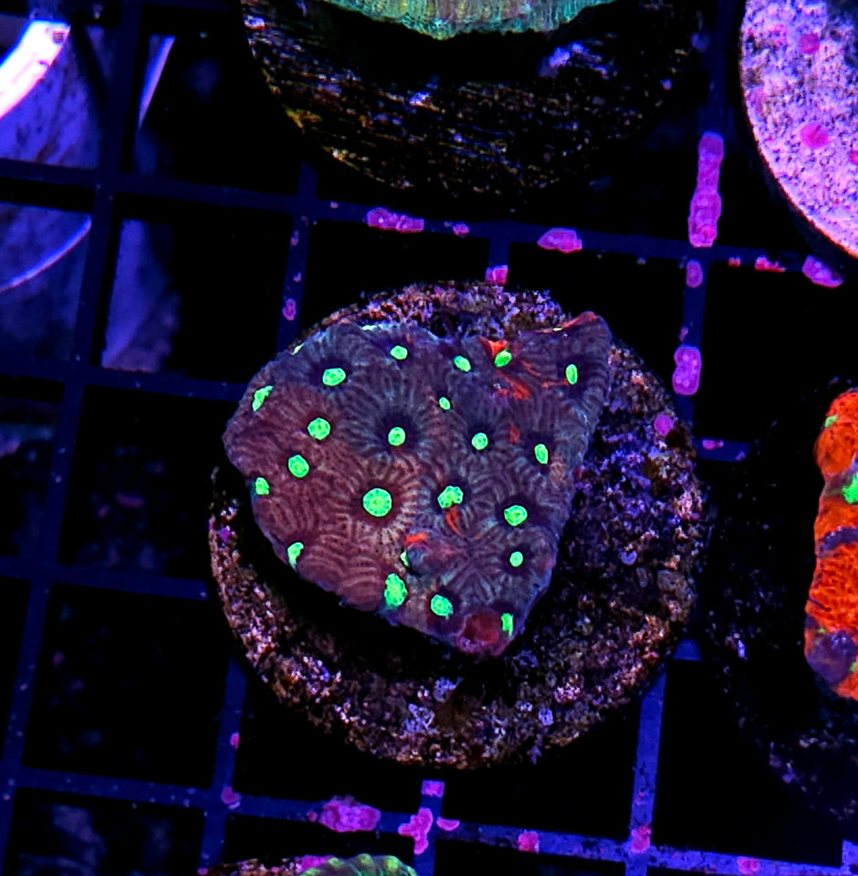 Glow Sticks Favia