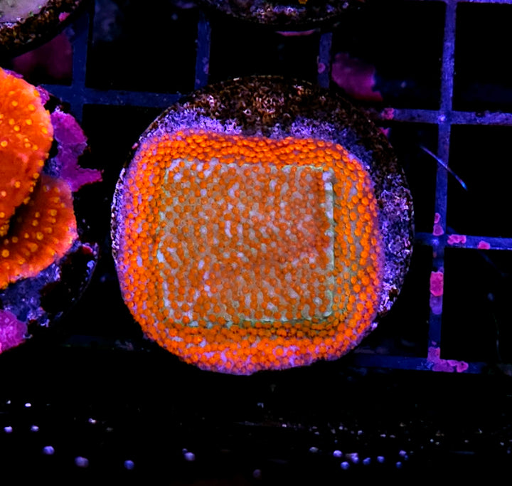 Aquaman Montipora