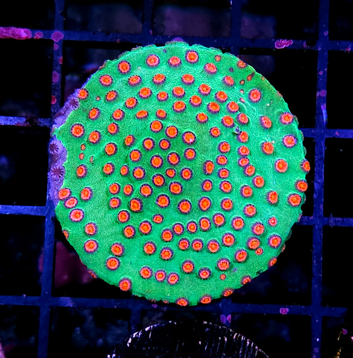 HF Cosmopolitan Cyphastrea Colony