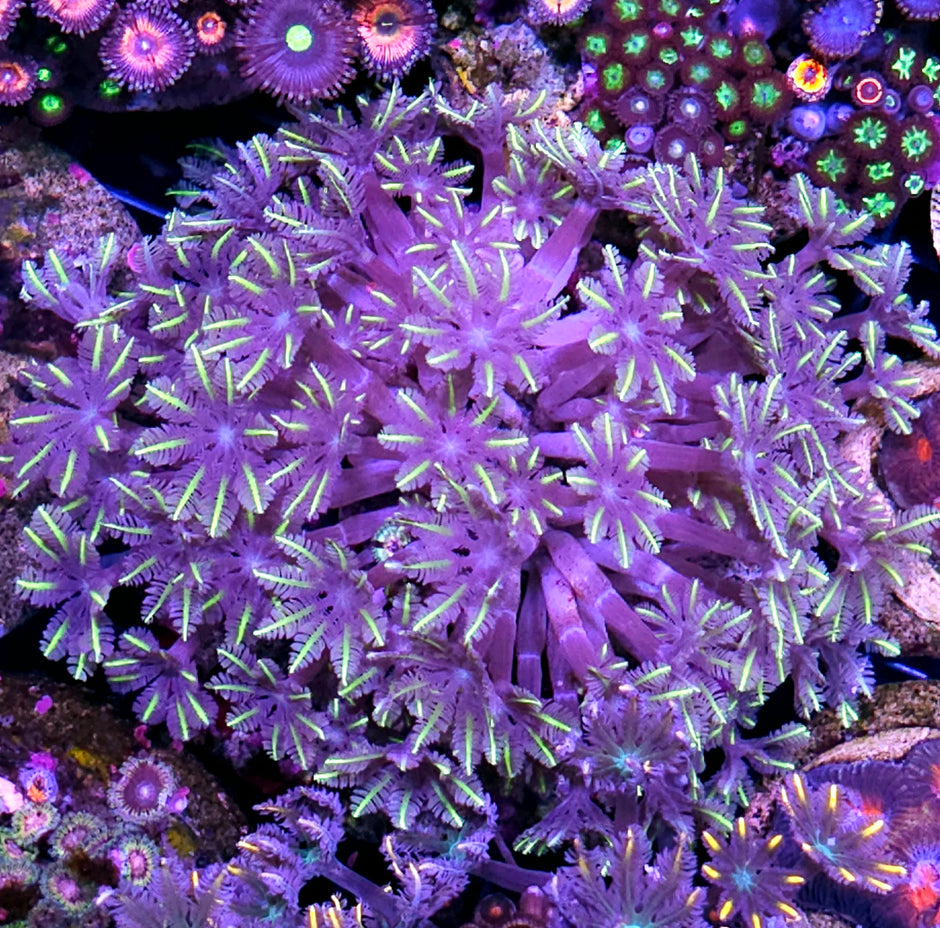 4-5" Rainbow Cloves Colony