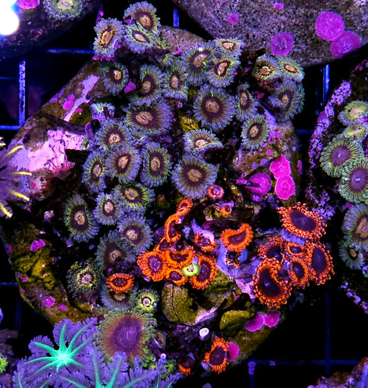 Great Owl 🦉 Eclipse Mix Zoa Colony