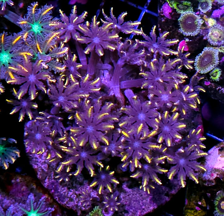 4-5" Halloween Cloves Colony
