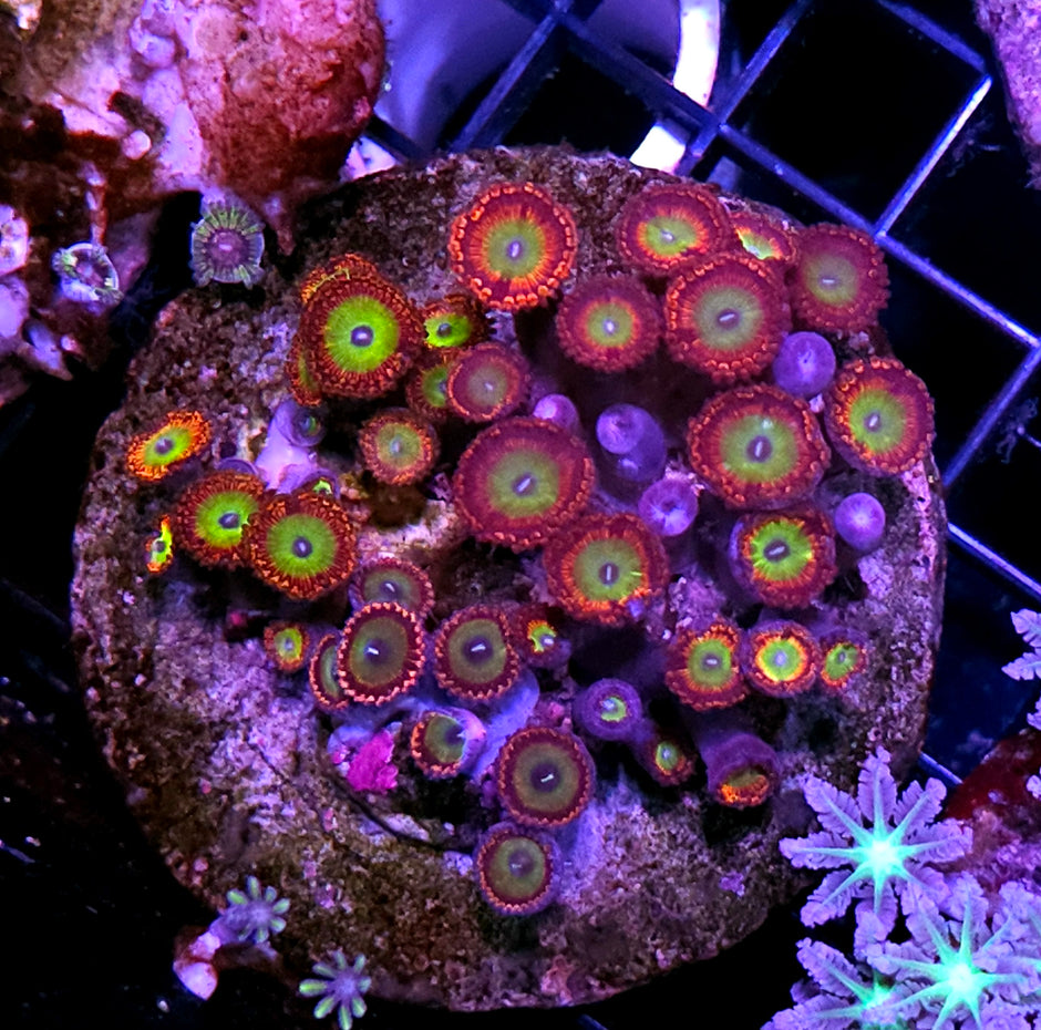 Candy Apple Red Zoa Colony