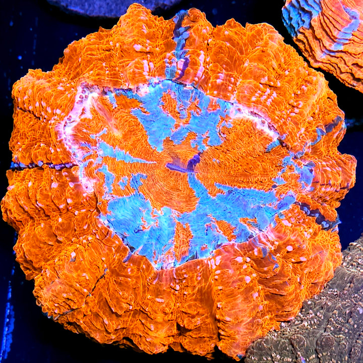 Hell Freezes Over Acanthophyllia