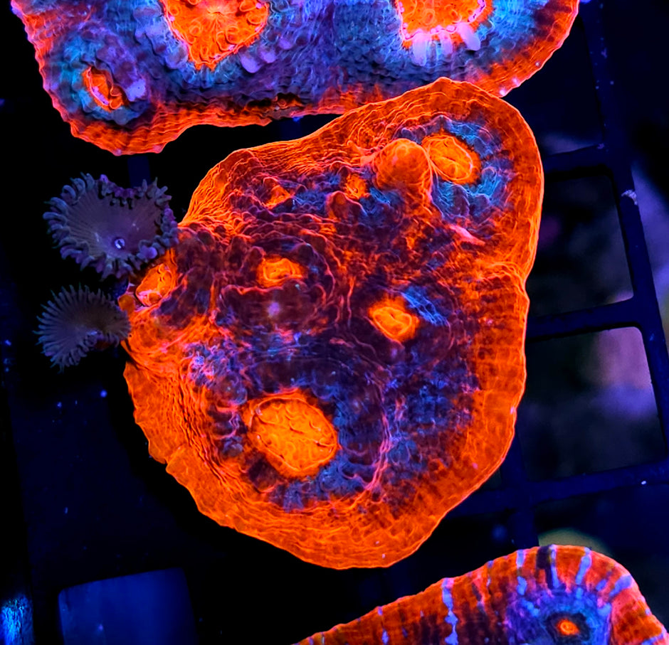 Armageddon Red Rim Chalice Colony