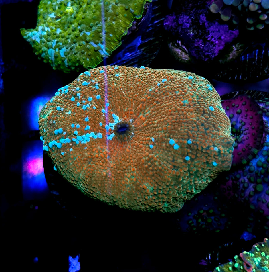 Golden Apple Mushroom