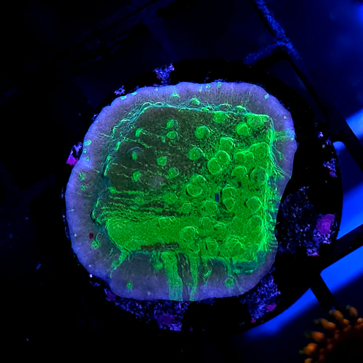 Tye Dye Astreopora