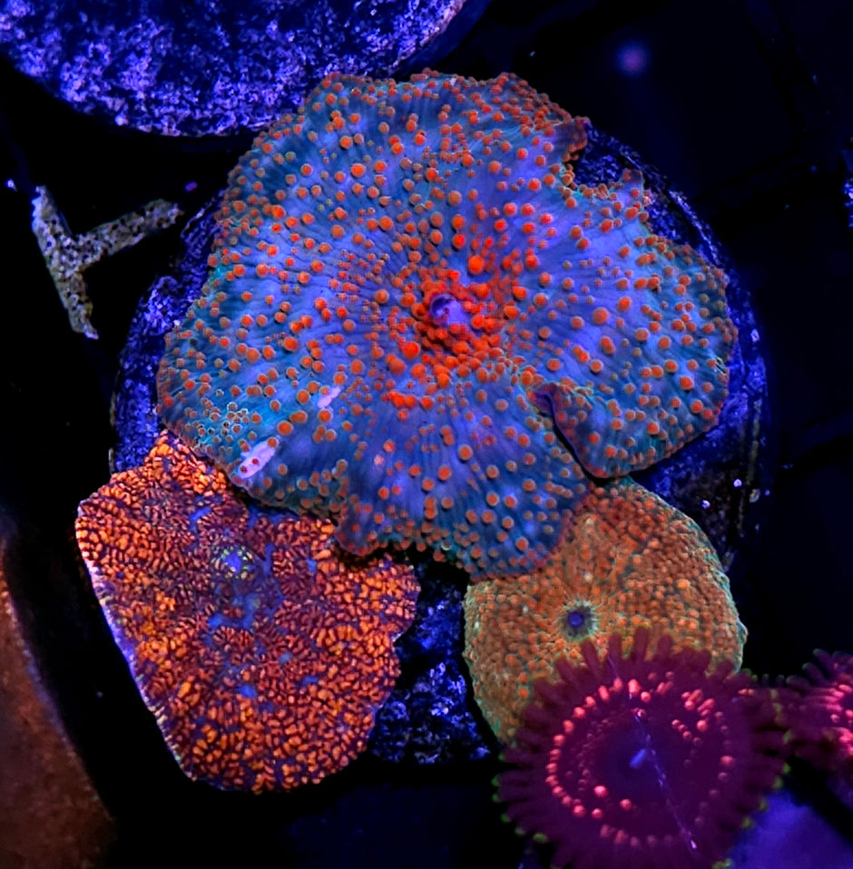 Epic Beautiful Chaos Mushroom Mix