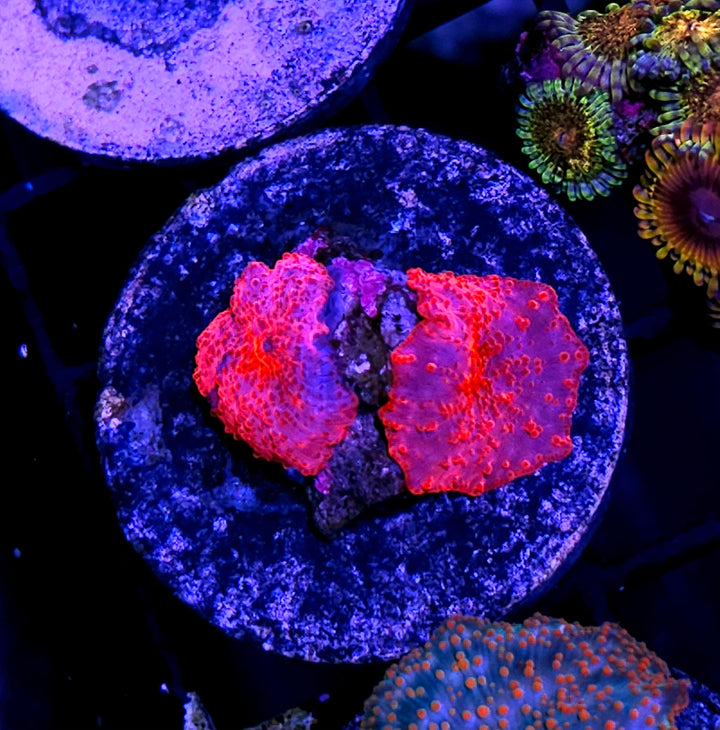 RARE Stripper Lips Mushrooms