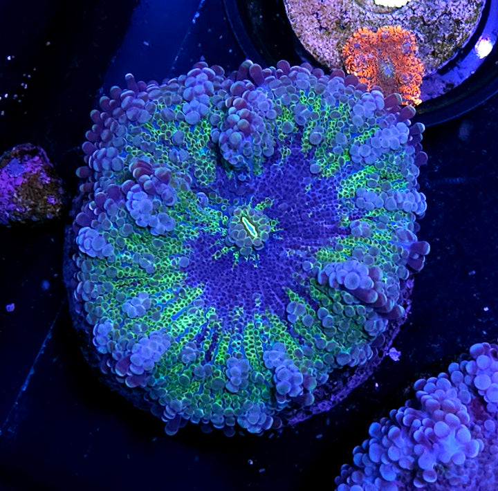 3.5" Purple Nurple Yuma