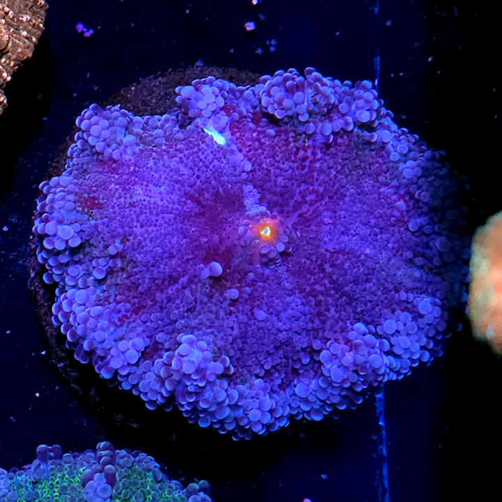 4.5" Purple Kush Yuma 💜