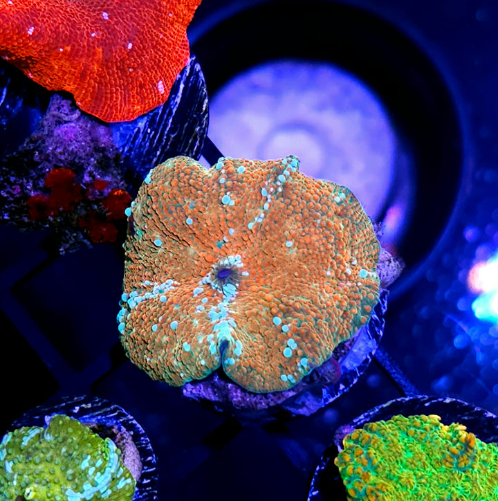Golden Apple Mushroom