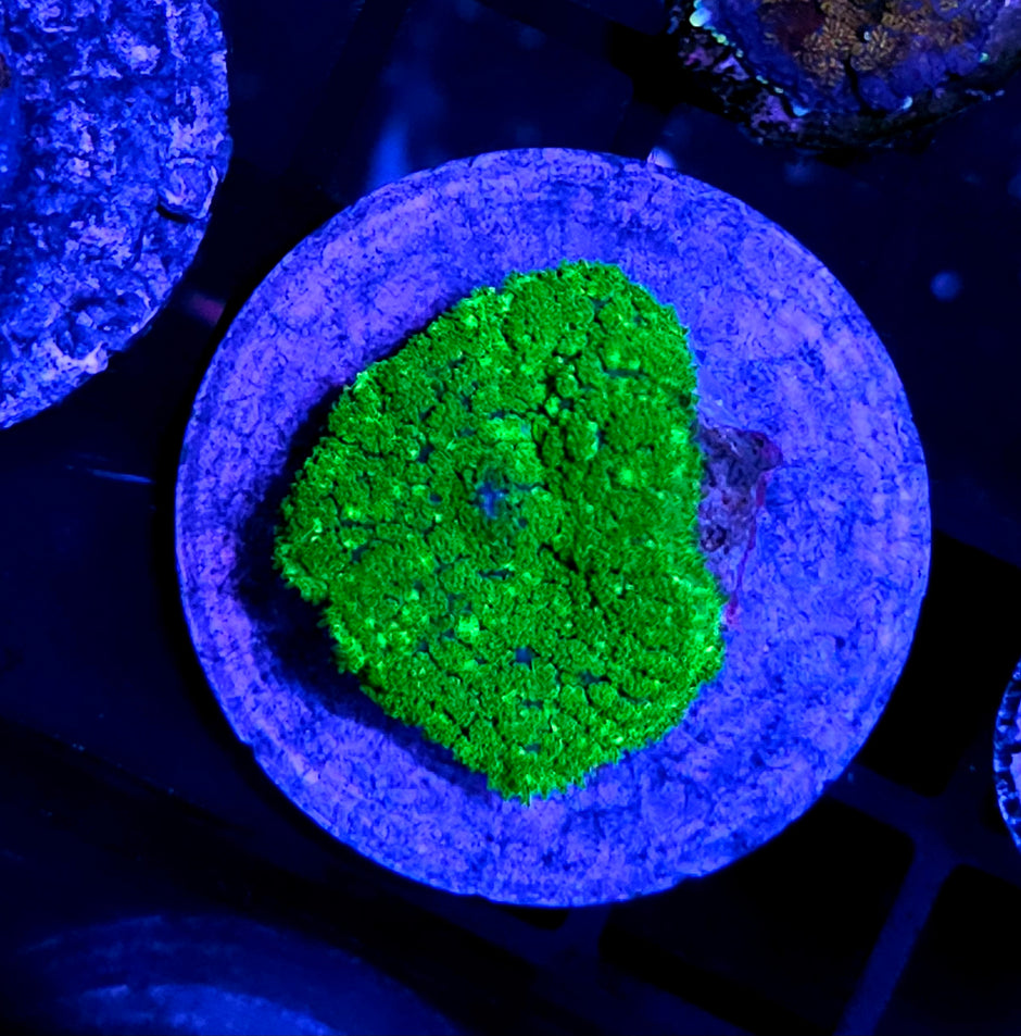 Kryptonite Gumdrop Mushroom