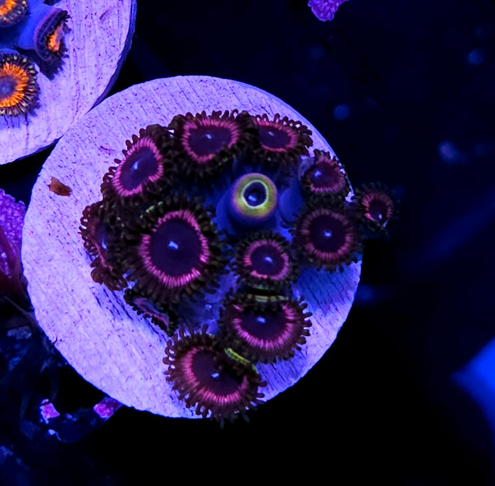 HF Black Orchid Zoas
