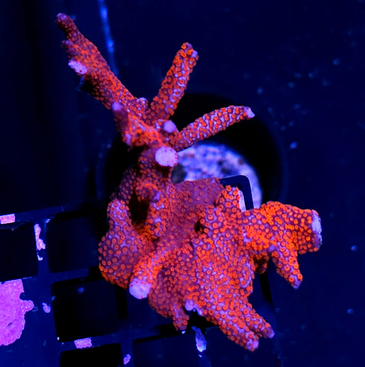 Red Montipora Digitata Colony