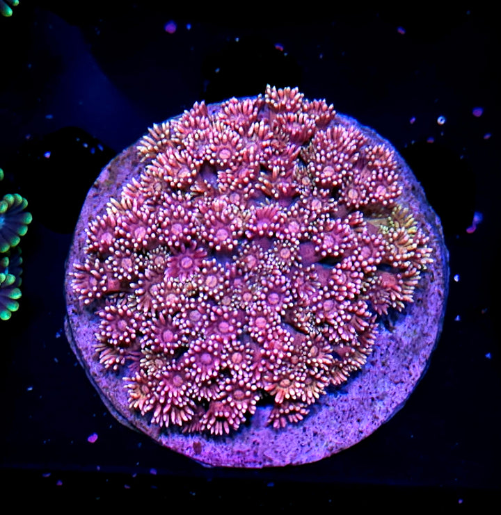 😍💦X-Rated Goniopora Colony💦😍