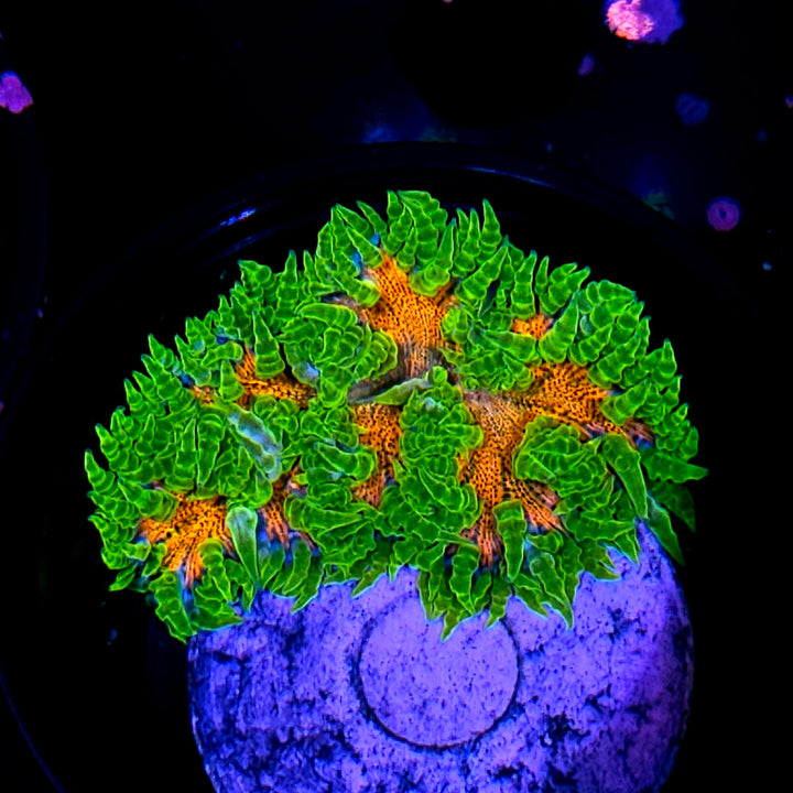 Tangerine Tango Flower Anemone RARE