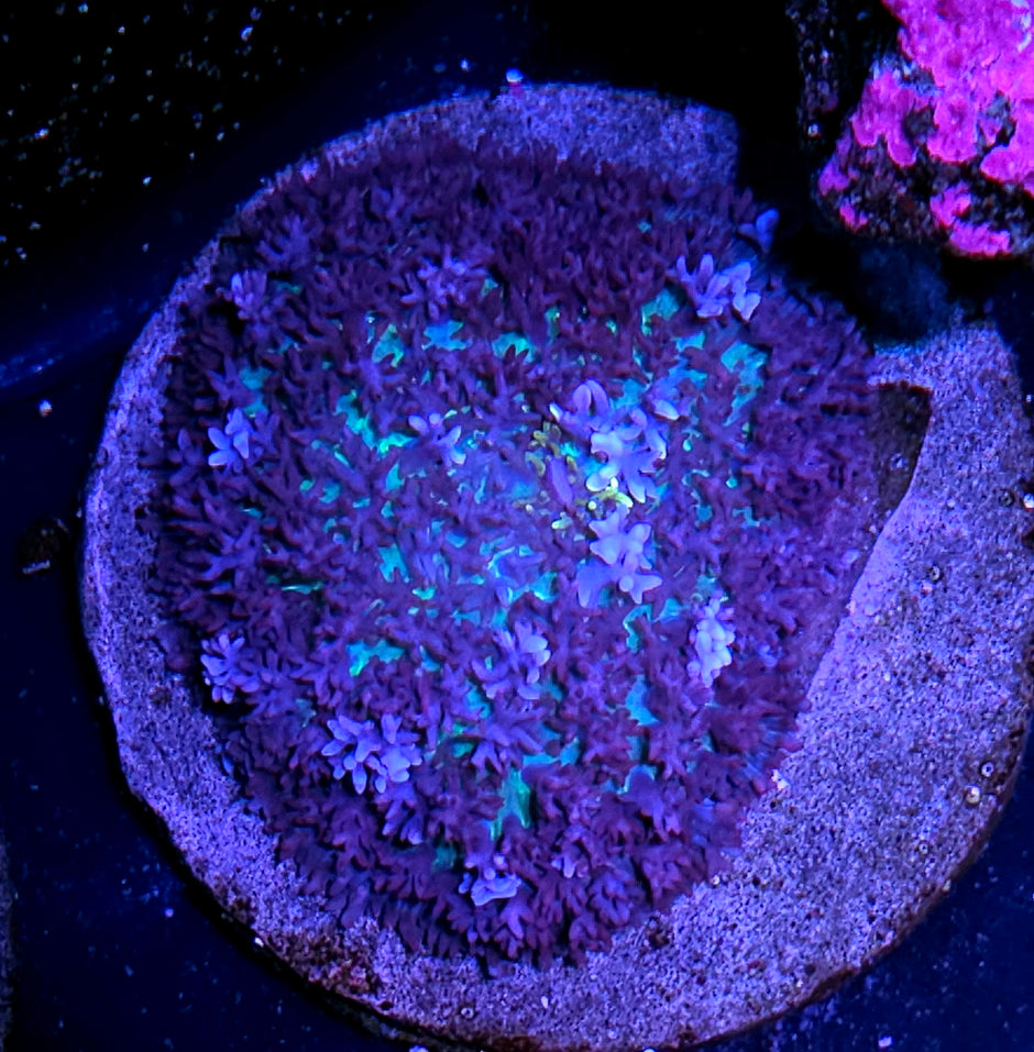 3" Magic Carpet Bounce Mushroom
