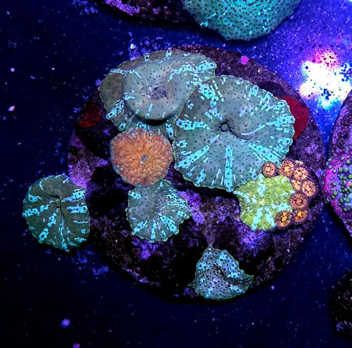 Funky Mix Mushroom Colony