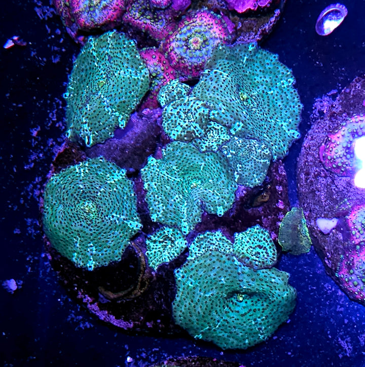 Green Cheetah Mushroom Colony