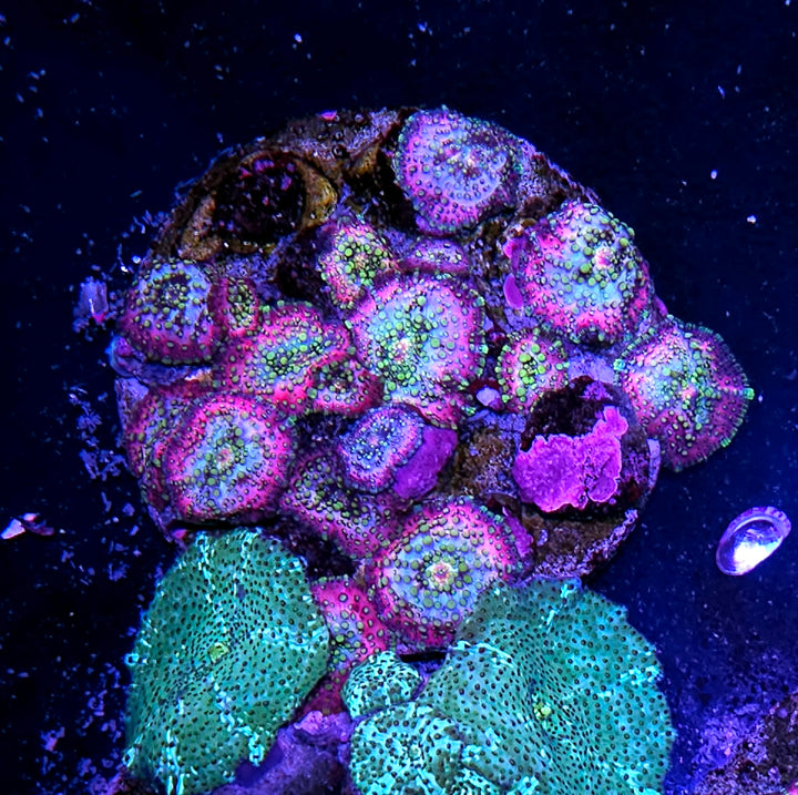 Lava Lamp Mushroom Colony