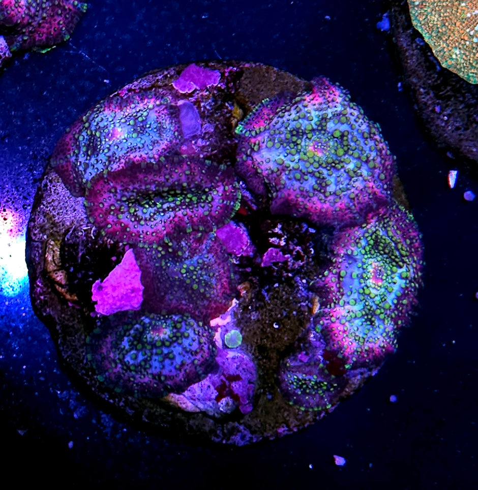 Lava Lamp Mushroom Colony