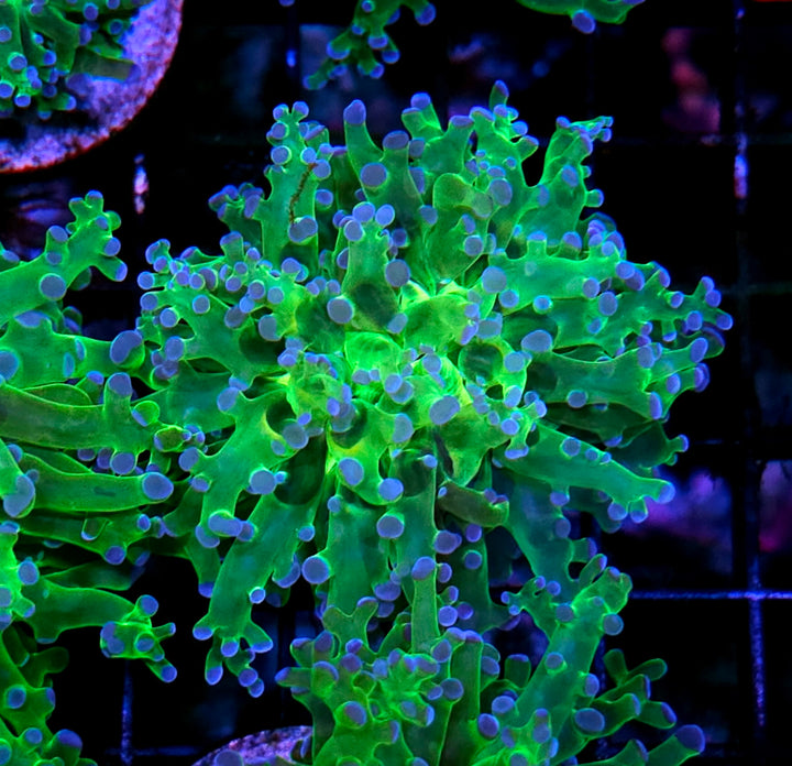 Blue Tip Frogspawn