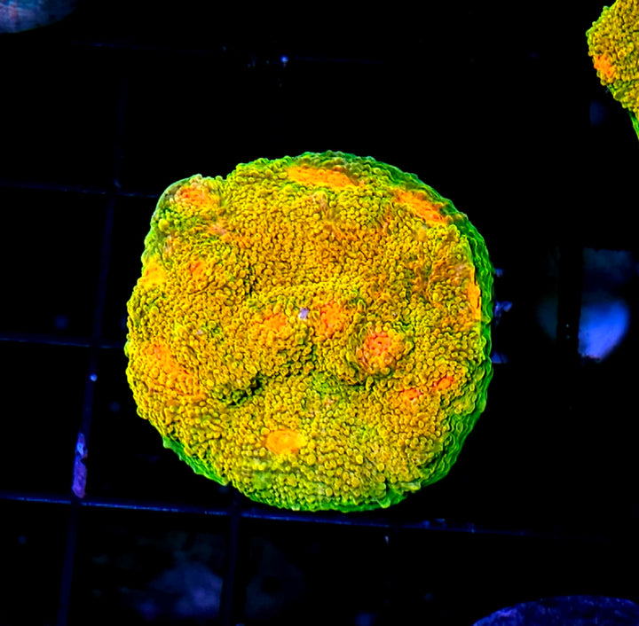 HF 4G Mummy Eye Chalice Colony