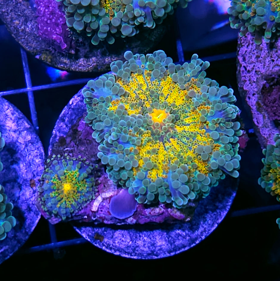 Aztec Sun Yumas
