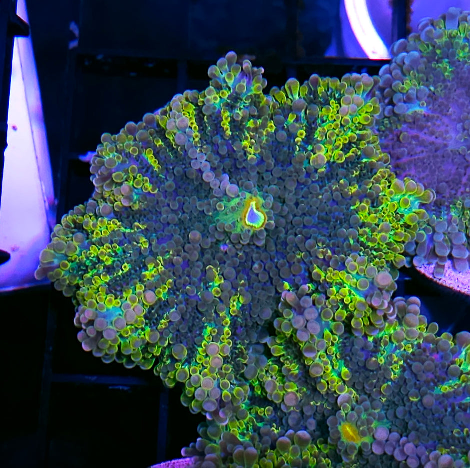 Kaleidoscope Yuma