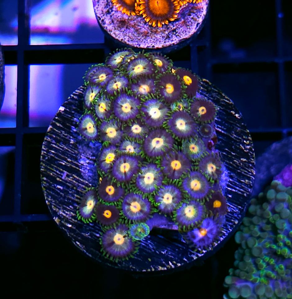 Madness Zoas