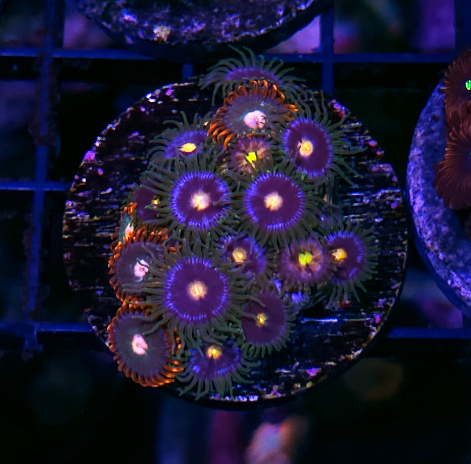 Blue Chaos Zoa Mix