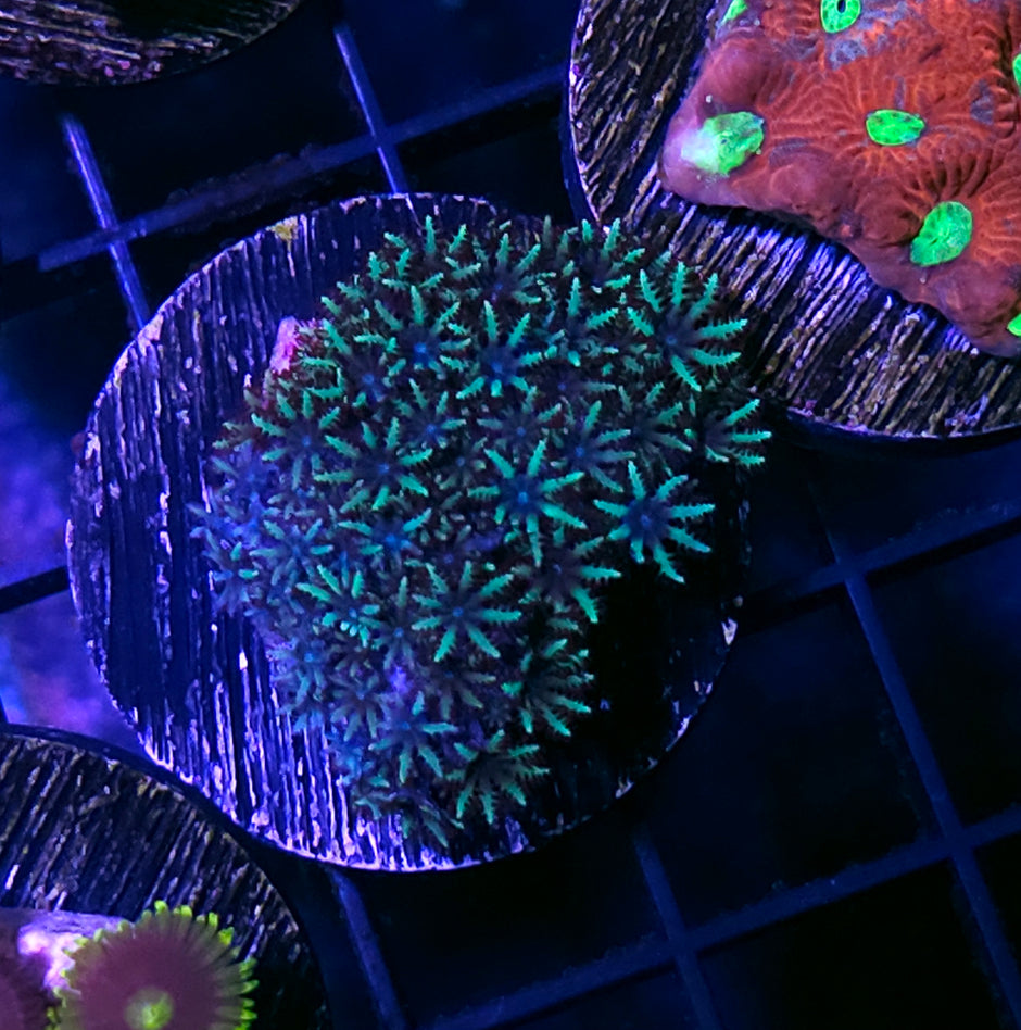 Blue Sympodium