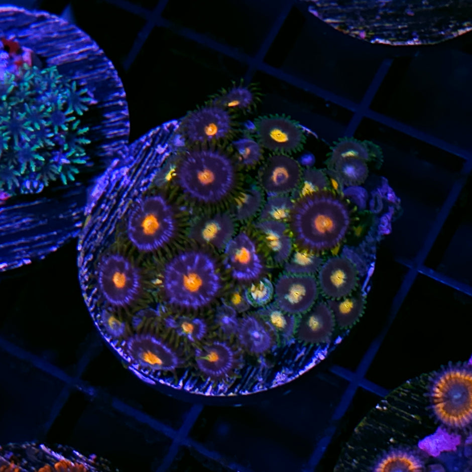 Blow Pop Mix Zoa Colony
