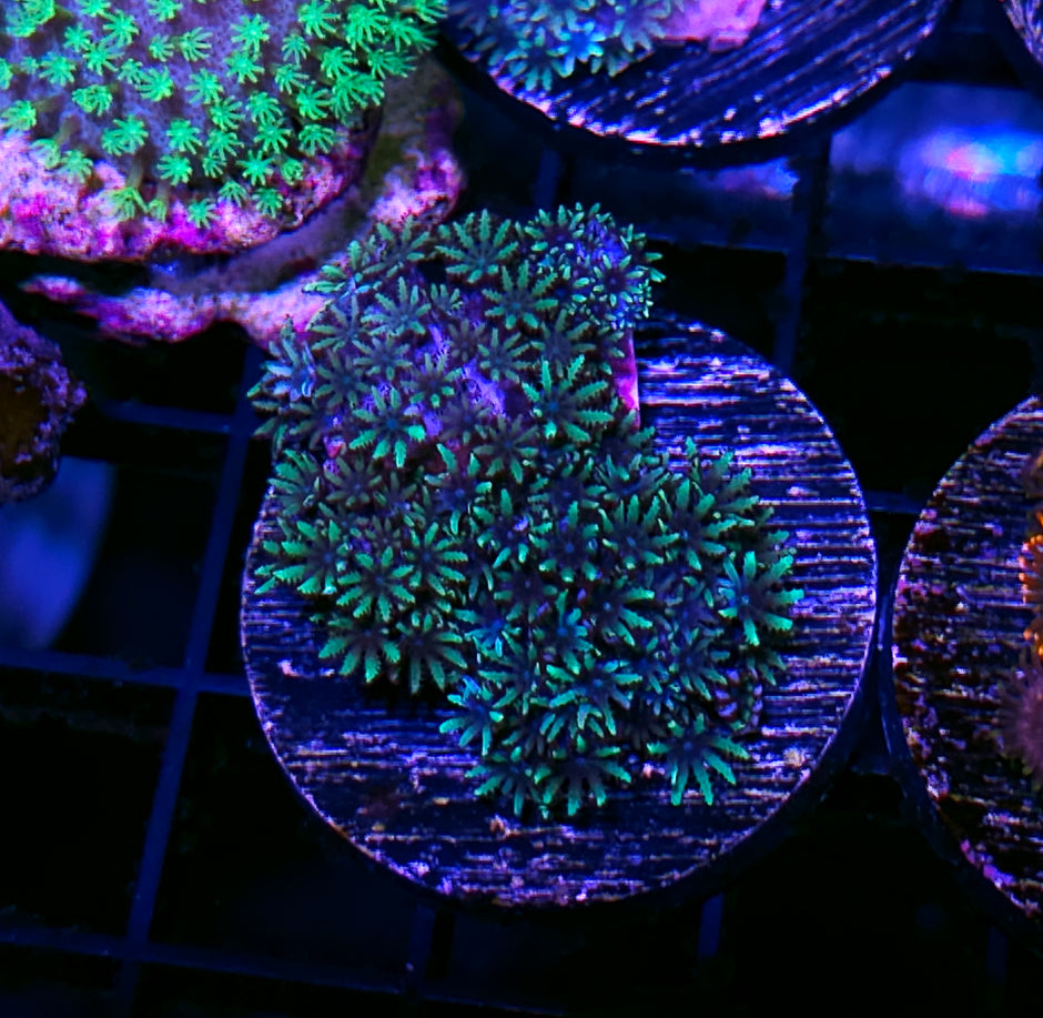 Blue Sympodium