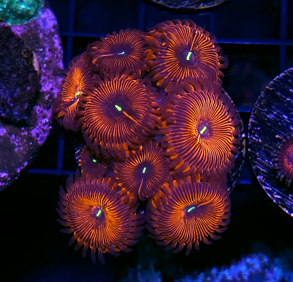 Red People Eater Zoas