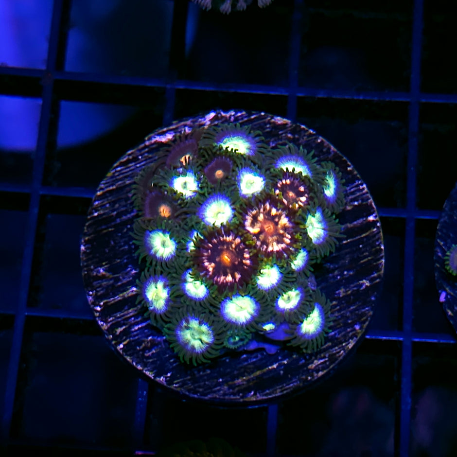 Paradise Mix Zoas