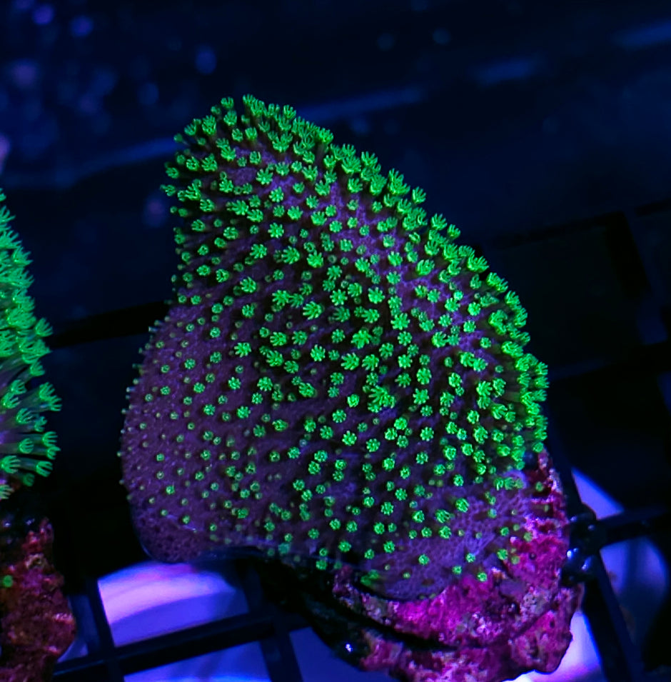 Tyree Green Polyp Toadstool Leather