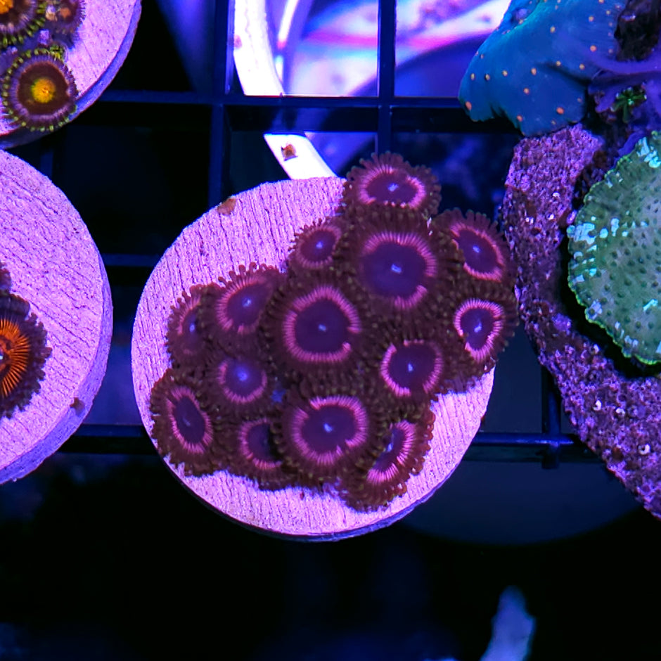 Black Orchid Zoas