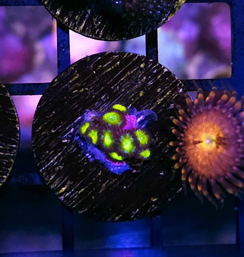 Ganja Star Zoas