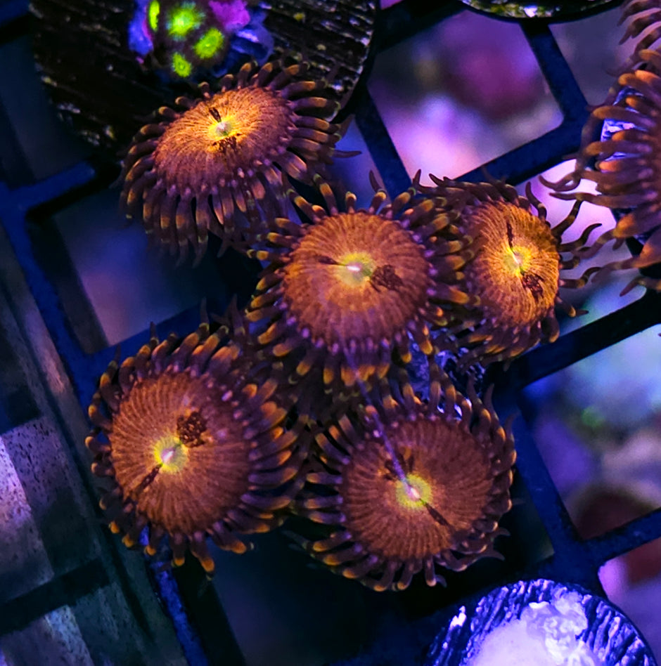 Paradox Zoas
