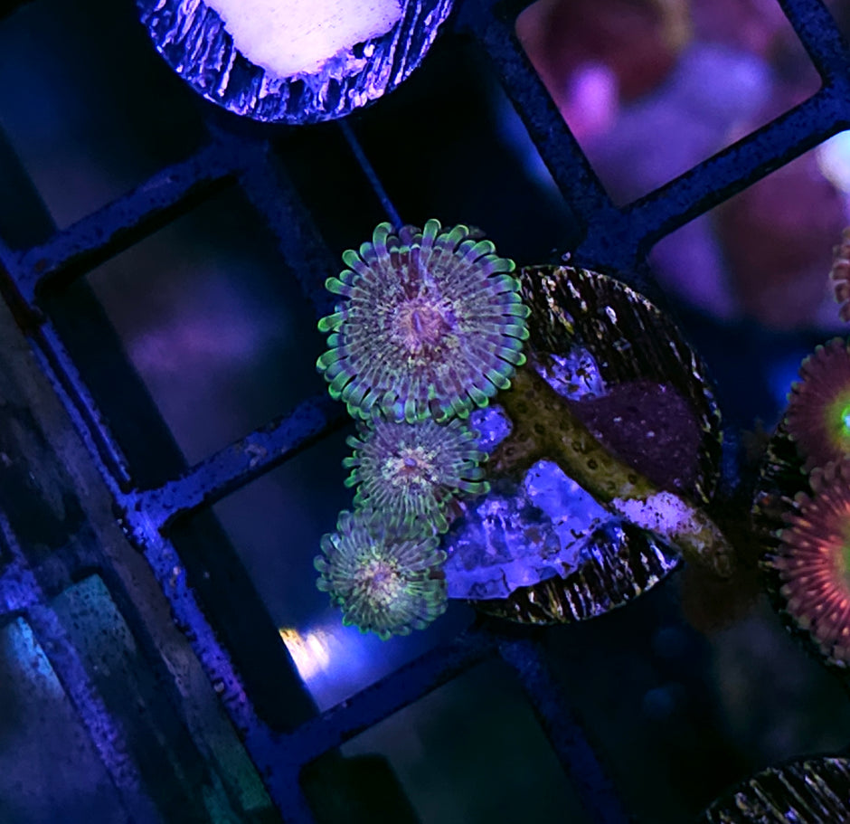 Lavish Dreams Zoas