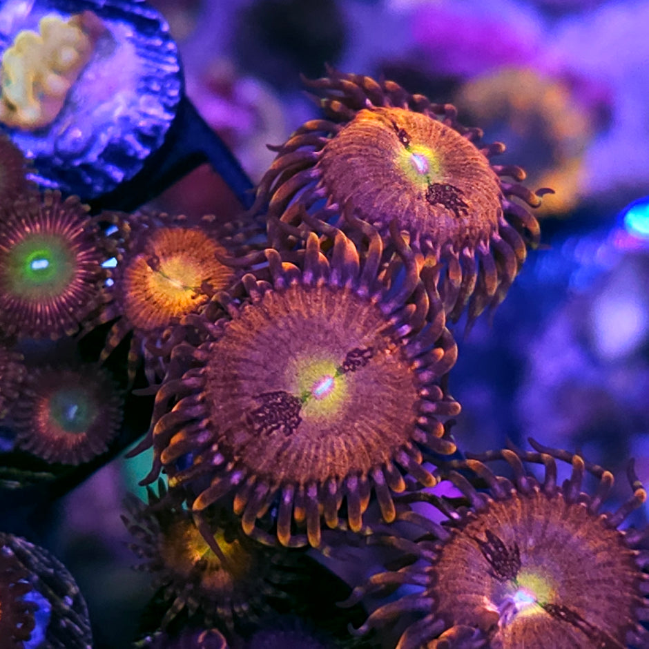 Paradox Zoas